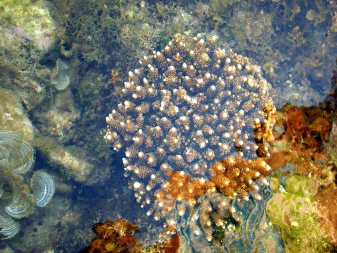 coral surip